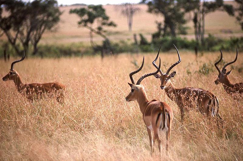 WT 1400 194-24 Kenya.jpg